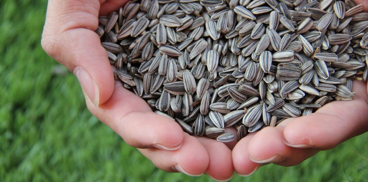 Witamina E – właściwości, objawy niedoboru. Jak ją suplementować?